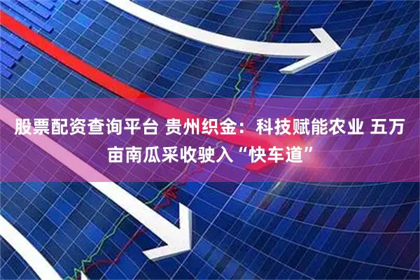 股票配资查询平台 贵州织金：科技赋能农业 五万亩南瓜采收驶入“快车道”